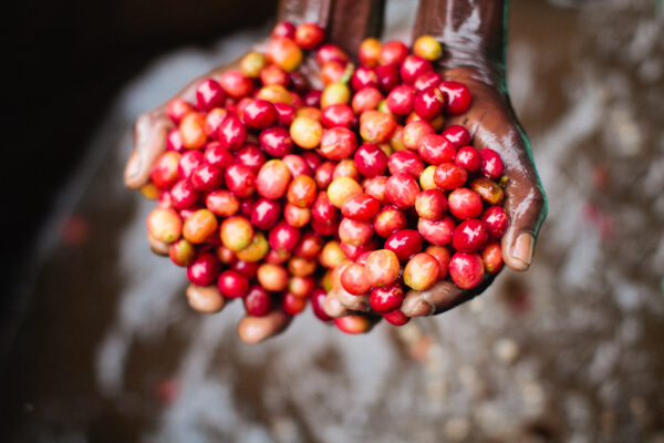 Let’s Build A Coffee Washing Station!
