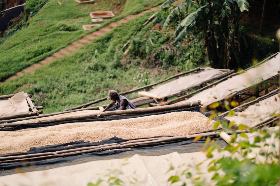Burundi coffee, Specialty coffee, Long Miles Coffee Project, Burundi