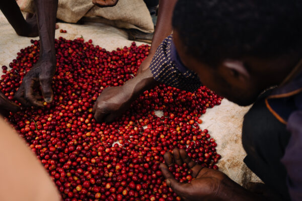 WHERE CAN I FIND LONG MILES COFFEE?