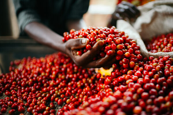 In coffee production, the only constant is change