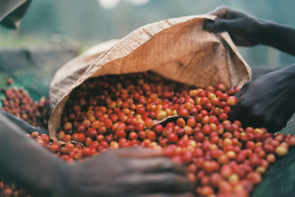 2020 HARVEST UPDATE
