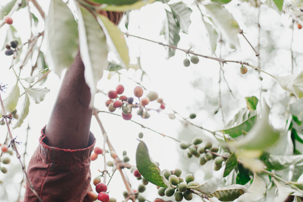 Long Miles Coffee Harvest update: news from the coffee farm, field and cupping lab.