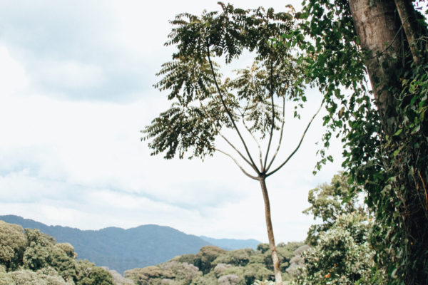 Trees For Kibira:  encouraging future generations of shade-grown Burundi coffee