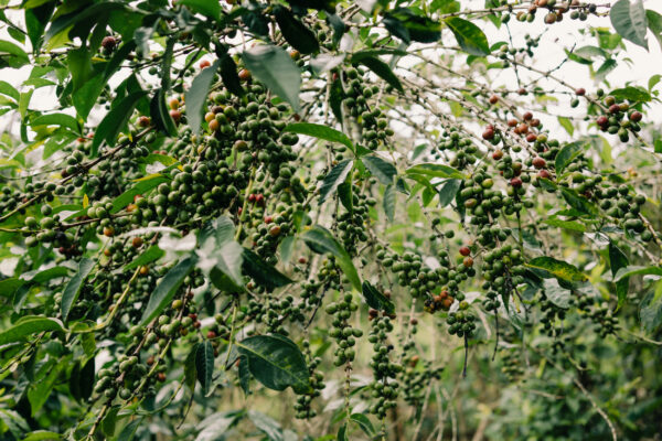 Long Miles Coffee’s Post-Harvest Update: news from the coffee farm, field and cupping lab