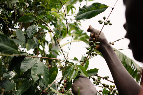 Are organic farming practices worthwhile for Burundi coffee?