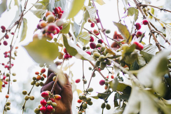 Hands reaching up towards coffee trees