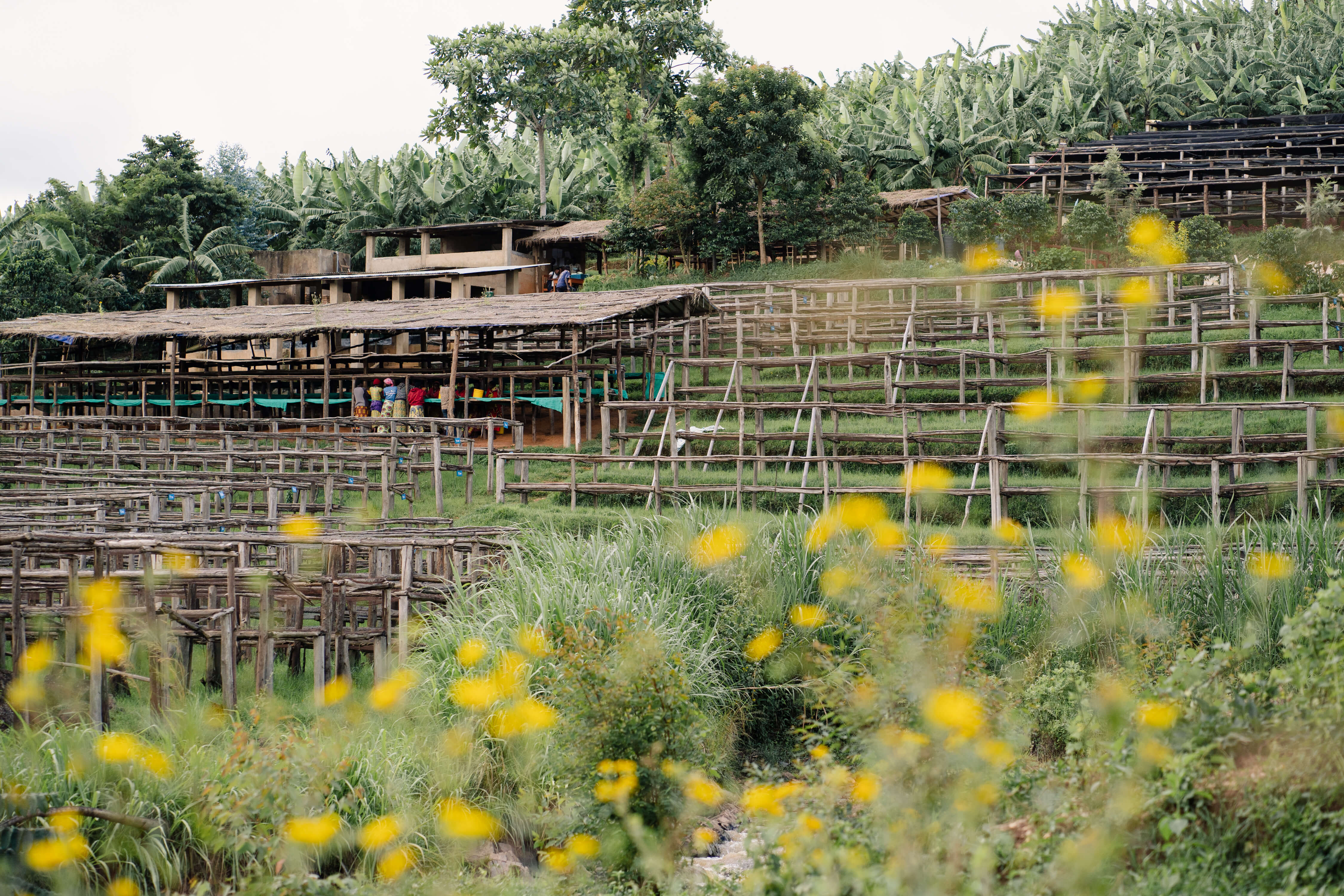 Long Miles' Bukeye Washing Station in Burundi, East Africa