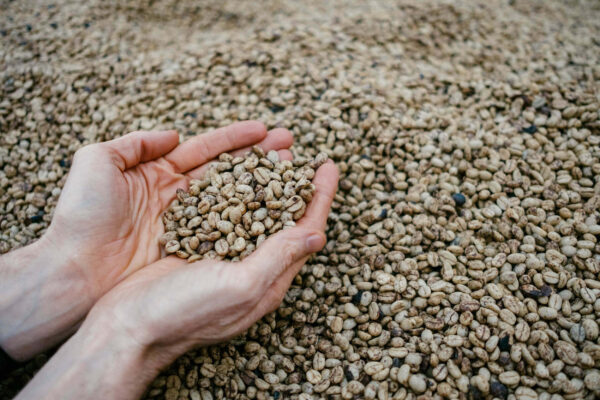 Honey Processed Coffee
