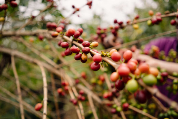 Red coffee fruit on the branch of a coffee tree