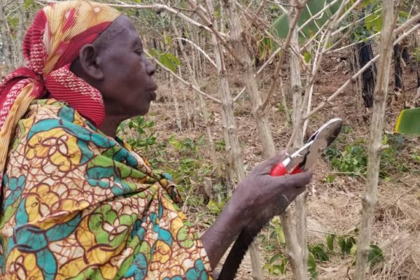 A Burundian coffee farmer pruning her coffee trees