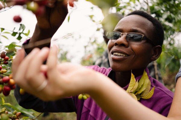 A Burundian woman picking ripe coffee cherries
