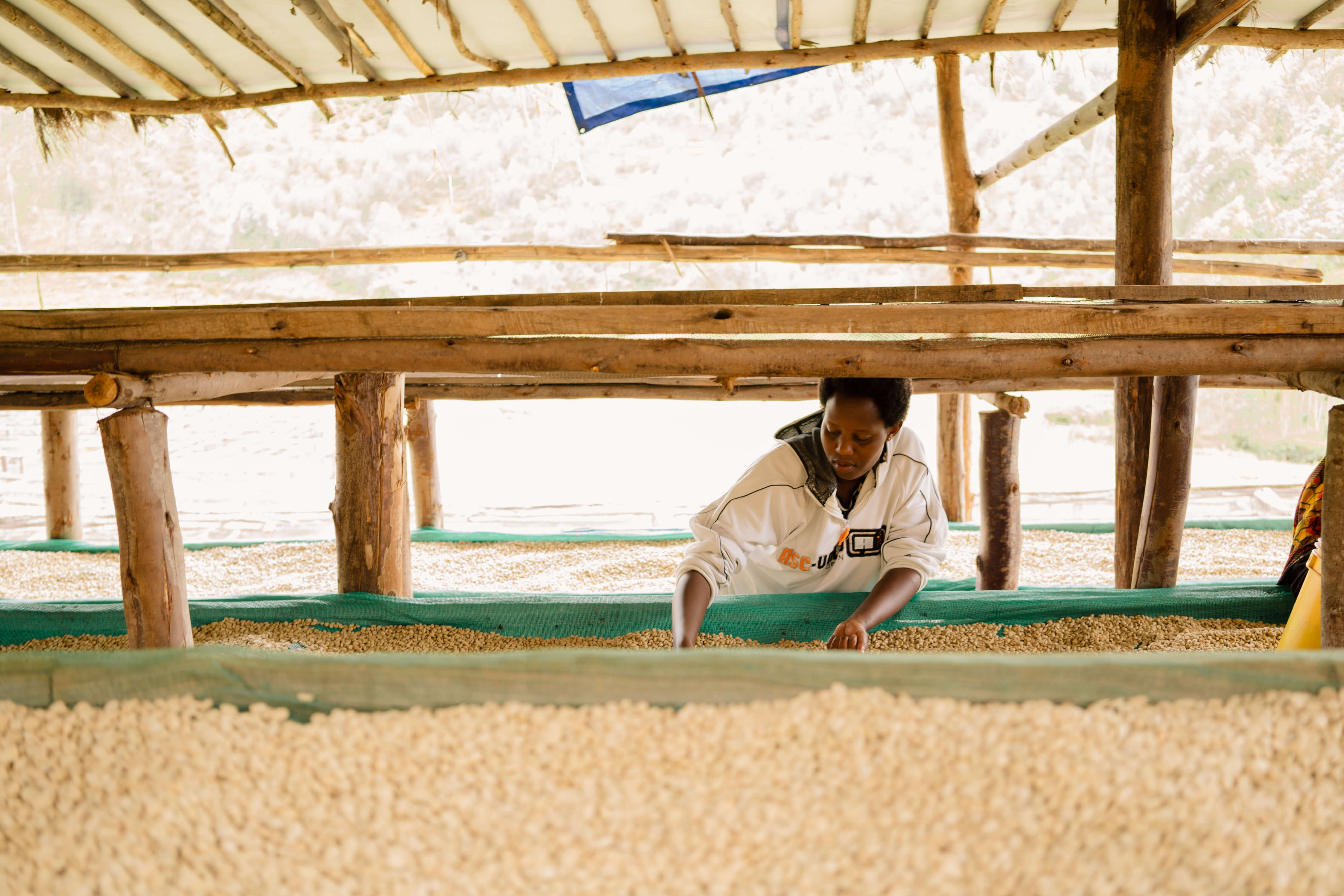 Burundian women hand-picking parchment coffee