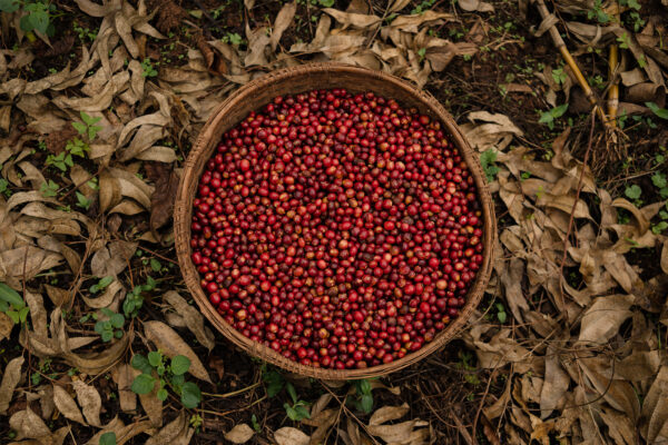Flavors of East Africa