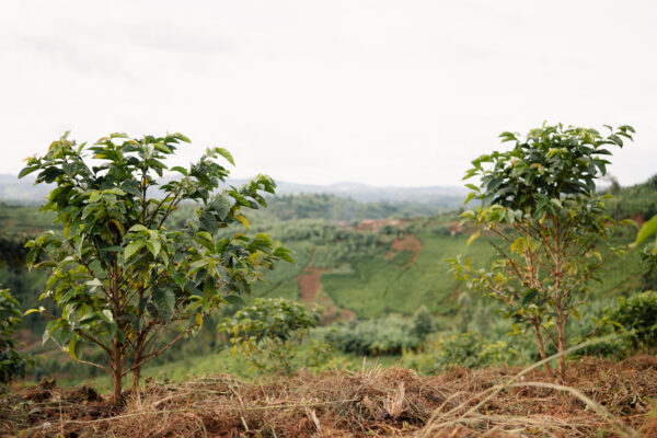 Pruning and Mulching: Enhancing Coffee Productivity and Quality