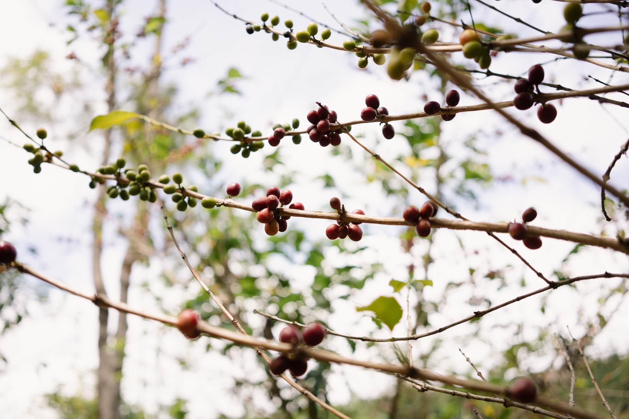 A Farmer Story: Apollinaire